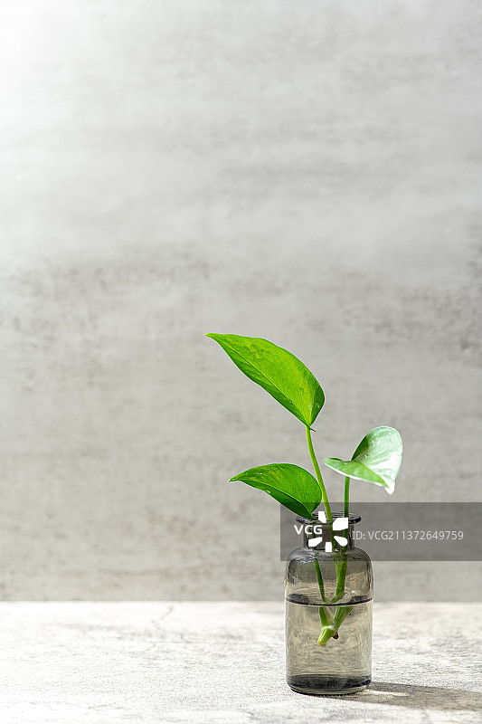 绿萝插花特写ins风格锁屏桌面画面图片素材