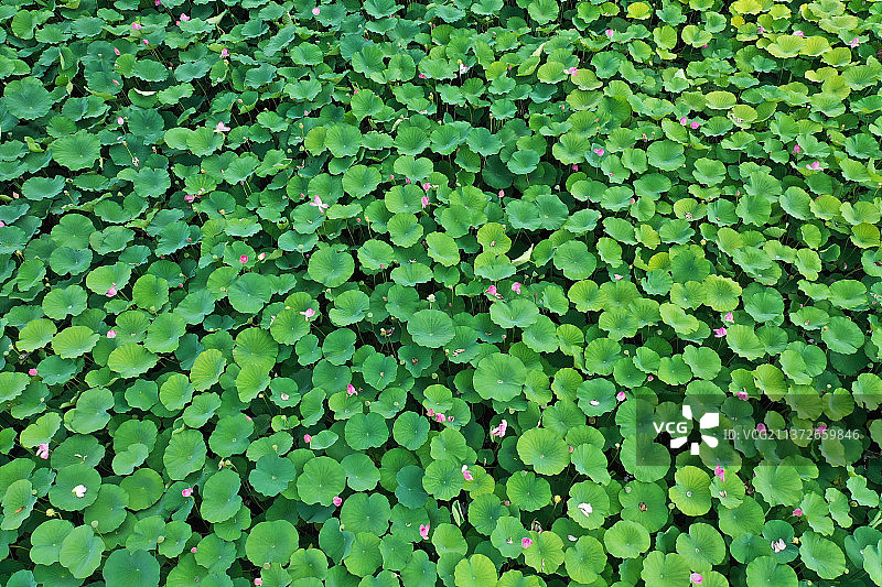 山东枣庄山亭区月亮湾国家级湿地公园荷花图片素材