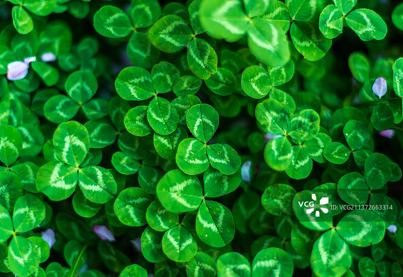 绿色的三叶草背景图片图片素材