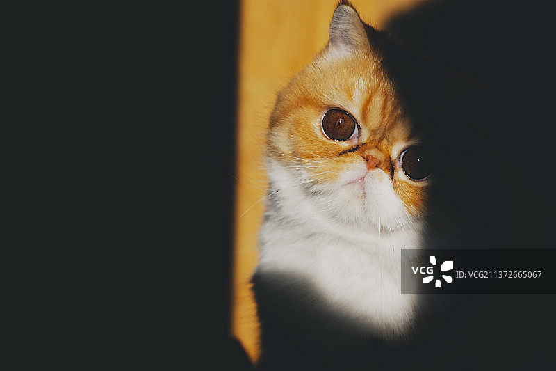 夕阳里的加菲猫图片素材