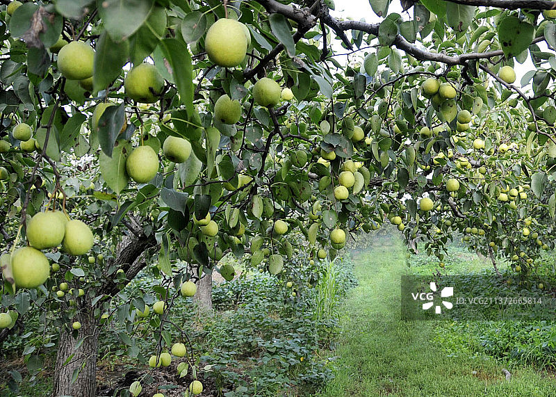 山东枣庄山亭区古梨园硕果累累图片素材