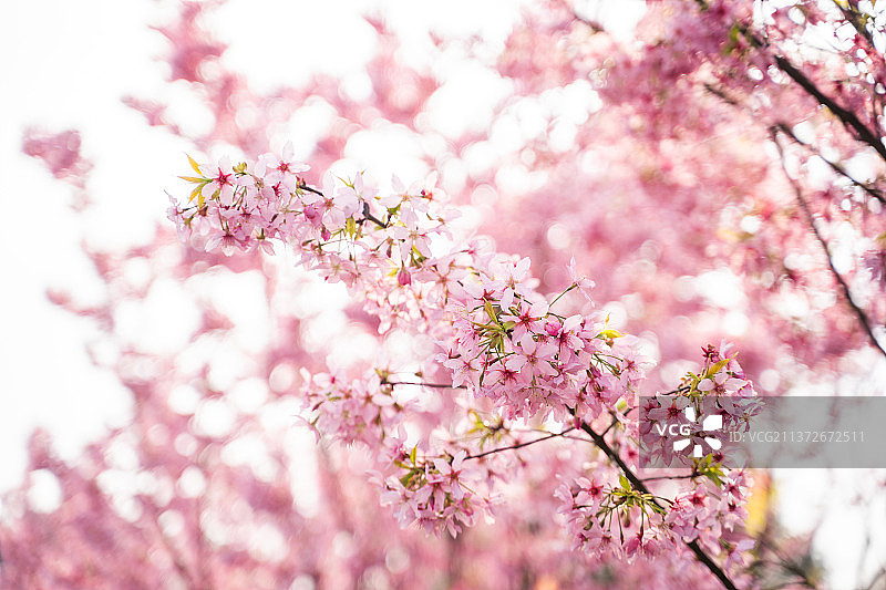 春天赏花春游图片素材