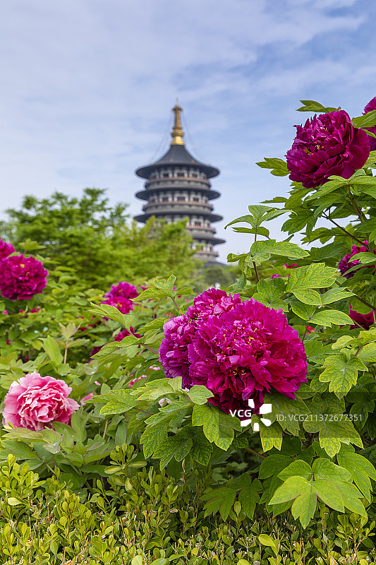 河南省隋唐洛阳城国家遗址公园天堂明堂景区牡丹花开图片素材