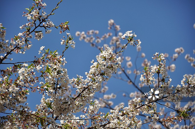 日本东京上野公园樱花图片素材