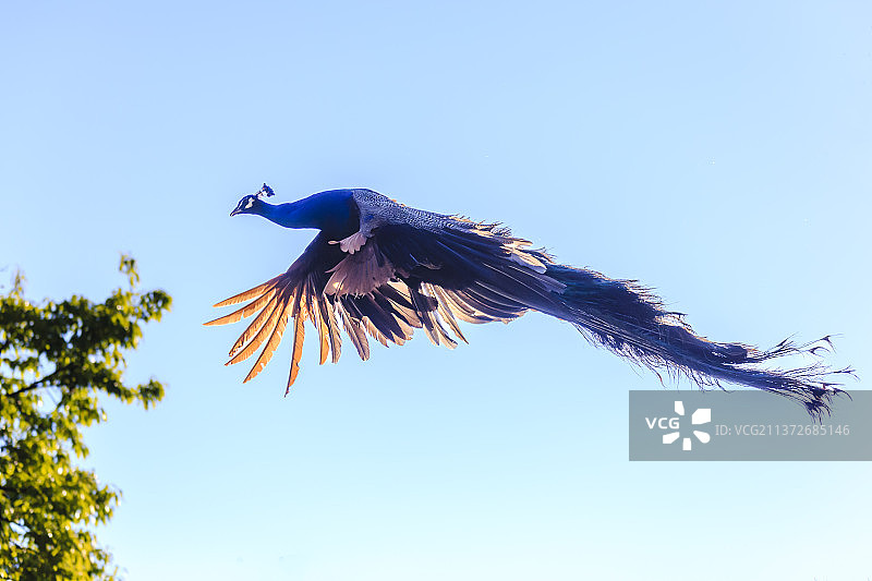 昆明圆通山  孔雀飞翔图片素材