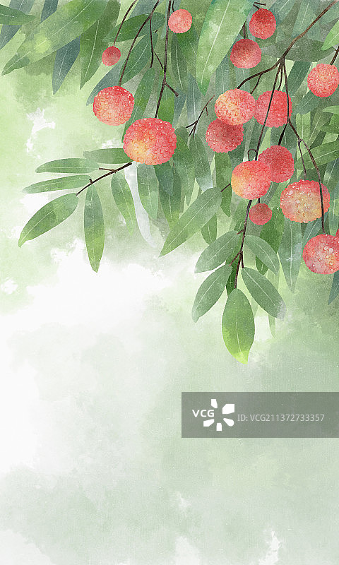 荔枝树上长满了成熟的荔枝图片素材