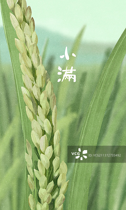 田野上的稻谷图片素材