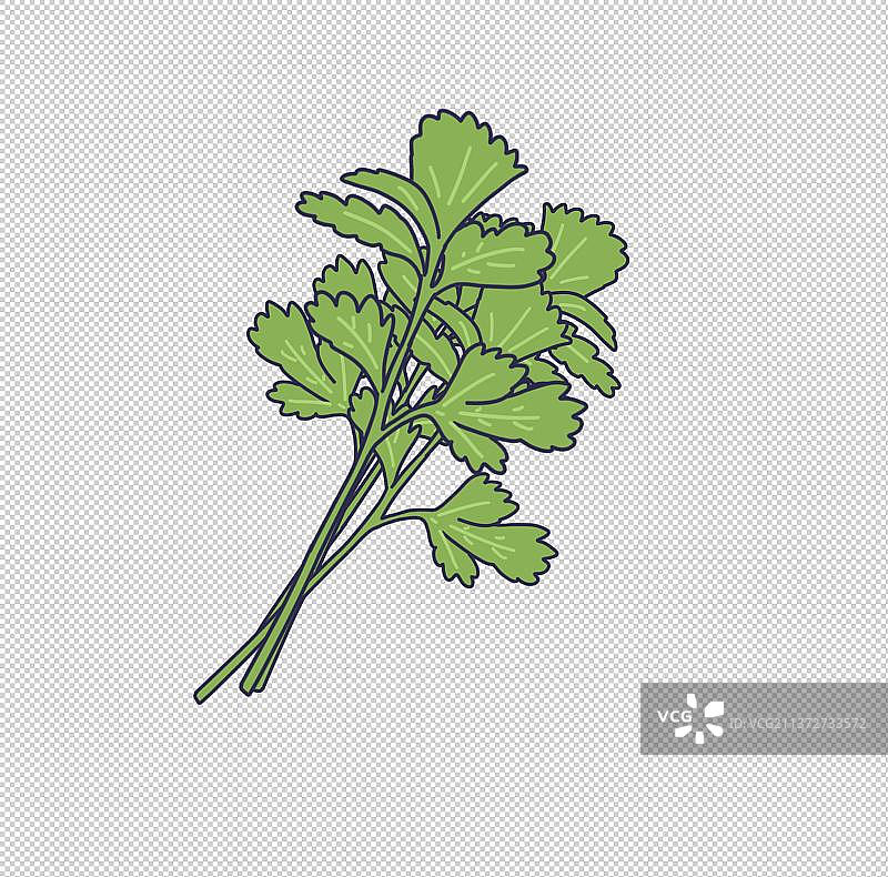 元素：香菜图片素材