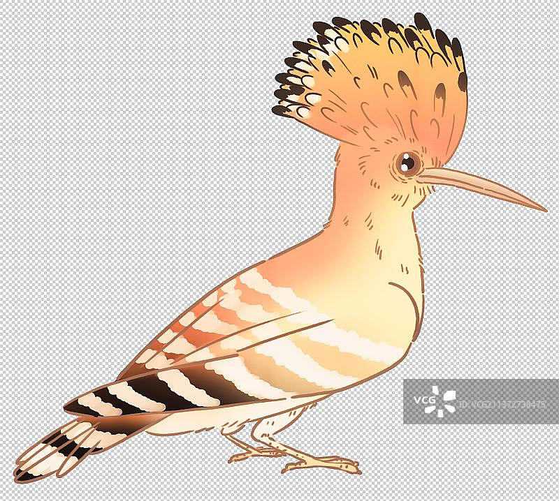 戴胜鸟图片素材