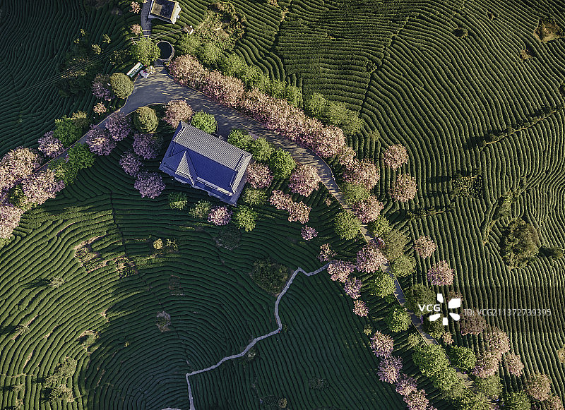 台品永福樱花园的清晨图片素材