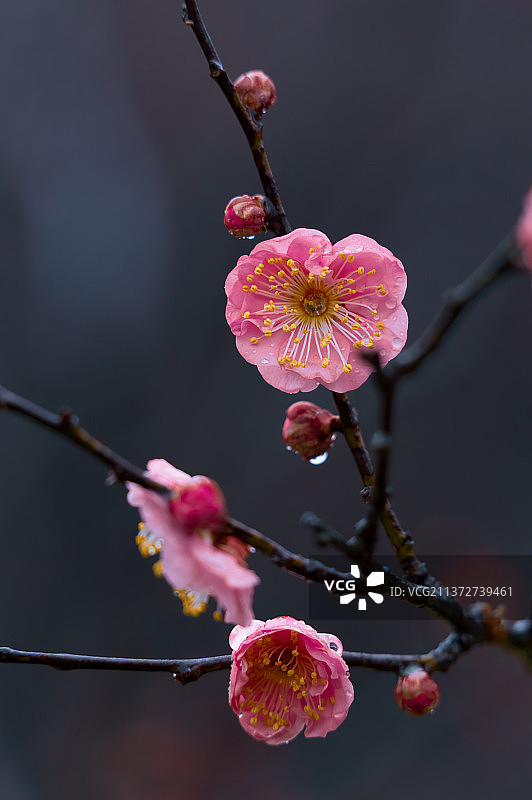 湖北武汉东湖梅园初春梅花盛开图片素材