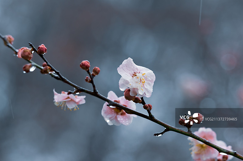 湖北武汉东湖梅园初春梅花盛开图片素材