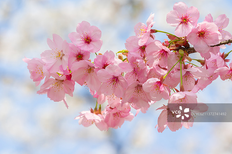 湖北武汉东湖樱花园春季风光图片素材