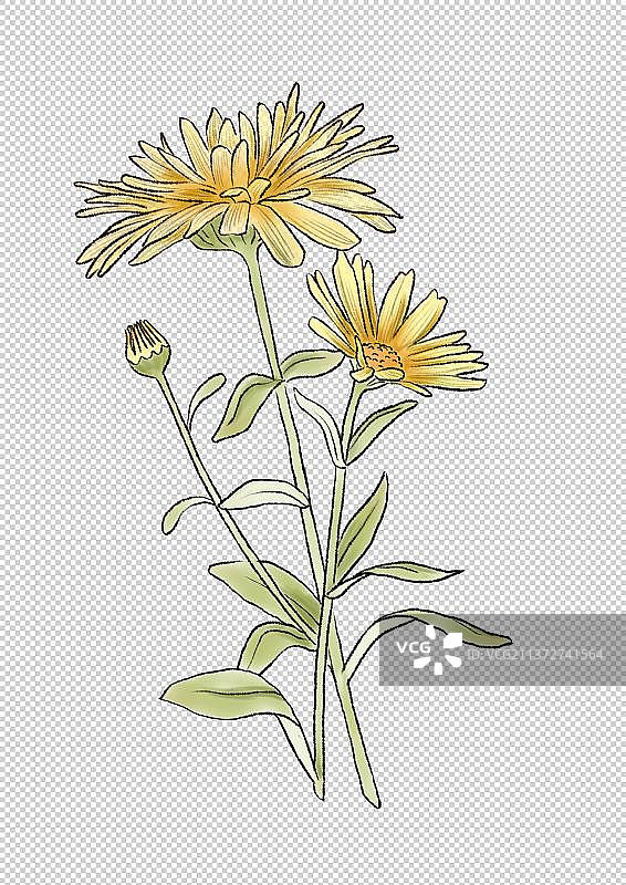 金盏花元素系列图片素材