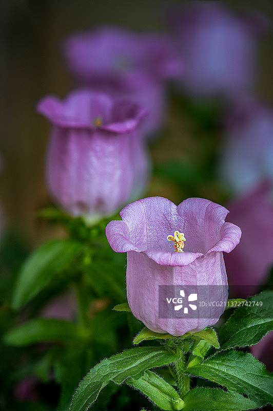 风铃草图片素材