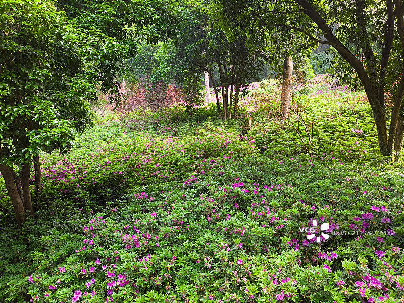 湖北武汉东湖磨山杜鹃园初春风光图片素材