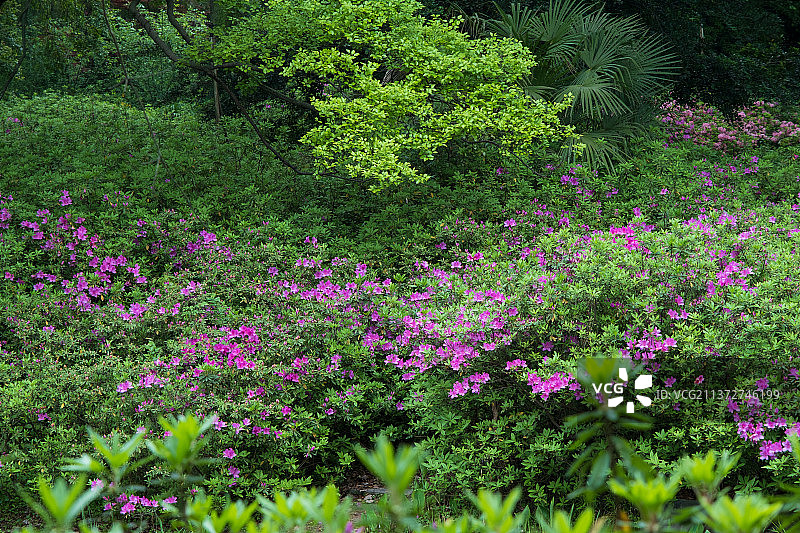 湖北武汉东湖磨山杜鹃园初春风光图片素材