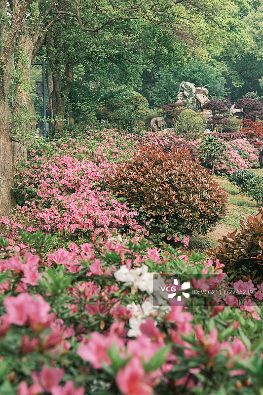 湖北武汉东湖磨山杜鹃园初春风光图片素材