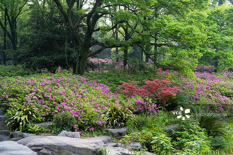 湖北武汉东湖磨山杜鹃园初春风光图片素材