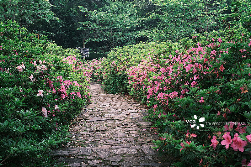 湖北武汉东湖磨山杜鹃园初春风光图片素材