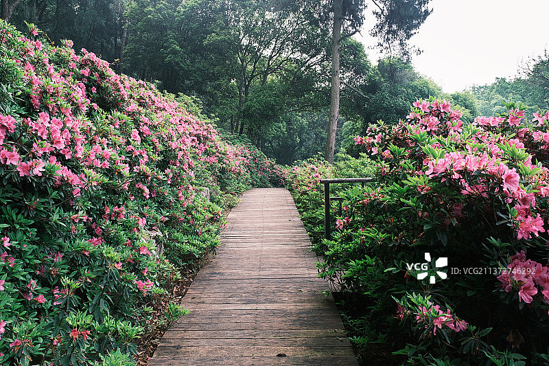湖北武汉东湖磨山杜鹃园初春风光图片素材
