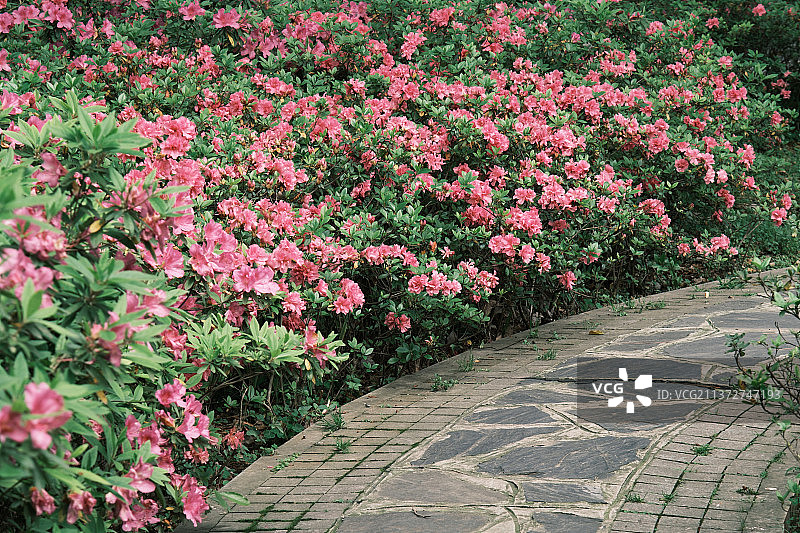 湖北武汉东湖磨山盆景园初春风光图片素材