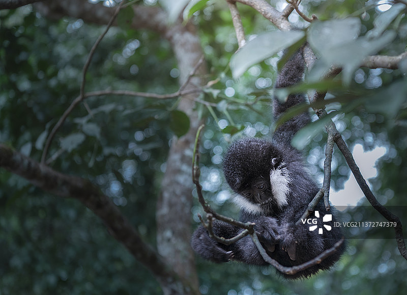 白颊长臂猿图片素材
