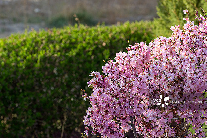 春,春天,春分,鲜花,生命,绽放,绿色,花蕾,花朵,开放,特写,健康,开花图片素材