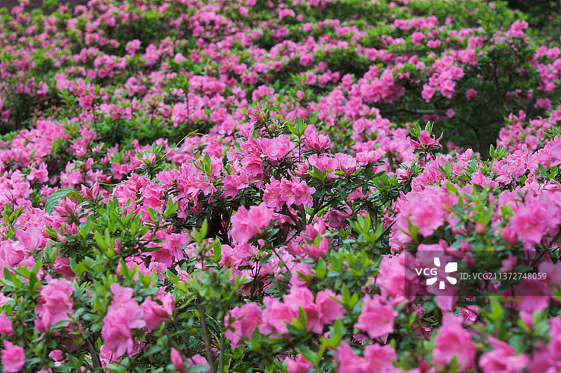 湖北武汉东湖磨山杜鹃园初春风光图片素材