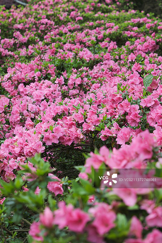 湖北武汉东湖磨山杜鹃园初春风光图片素材