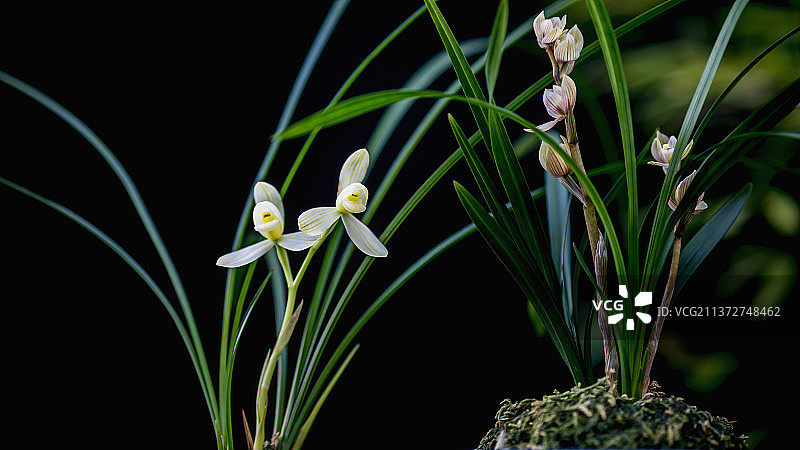 云南怒江兰坪春兰莲瓣兰（兰花）图片素材