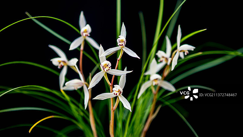 云南怒江兰坪春兰莲瓣兰（兰花）图片素材