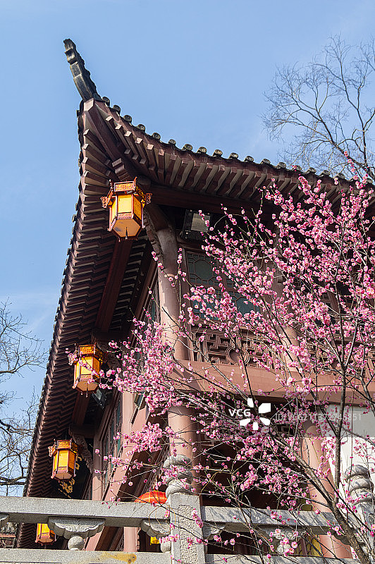 湖北武汉黄鹤楼公园春季梅花盛开图片素材