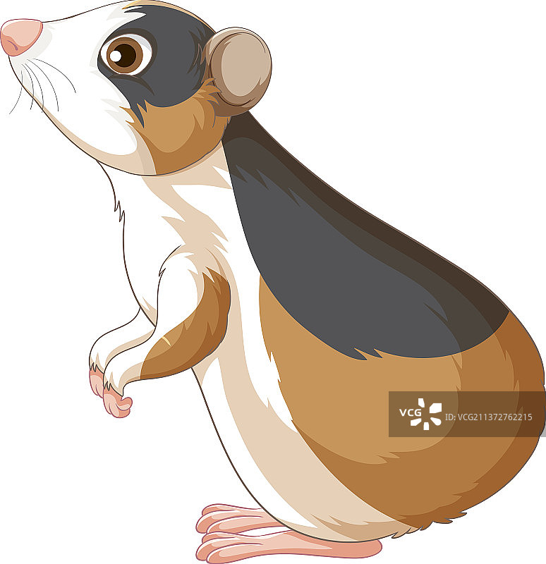 白色背景上的可爱豚鼠图片素材