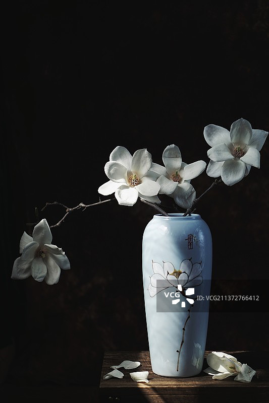 玉兰花图片素材