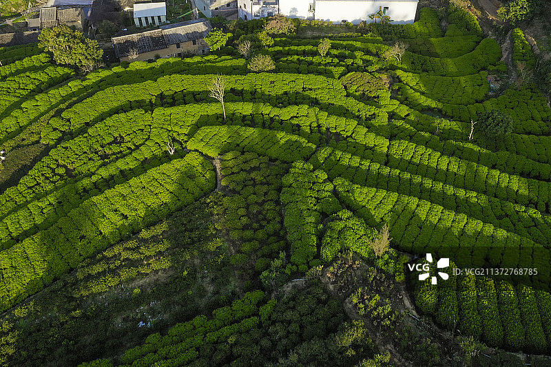 凤凰单丛图片素材