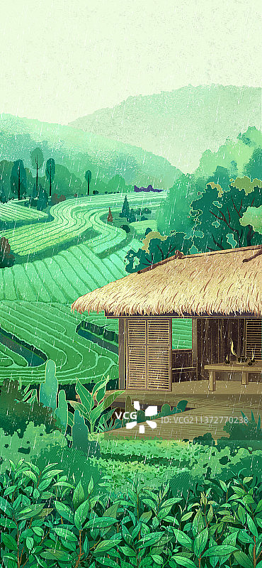 下雨的茶园图片素材