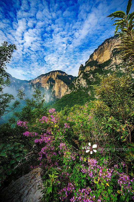 山花+河南省新乡市辉县关山国家地质公园图片素材