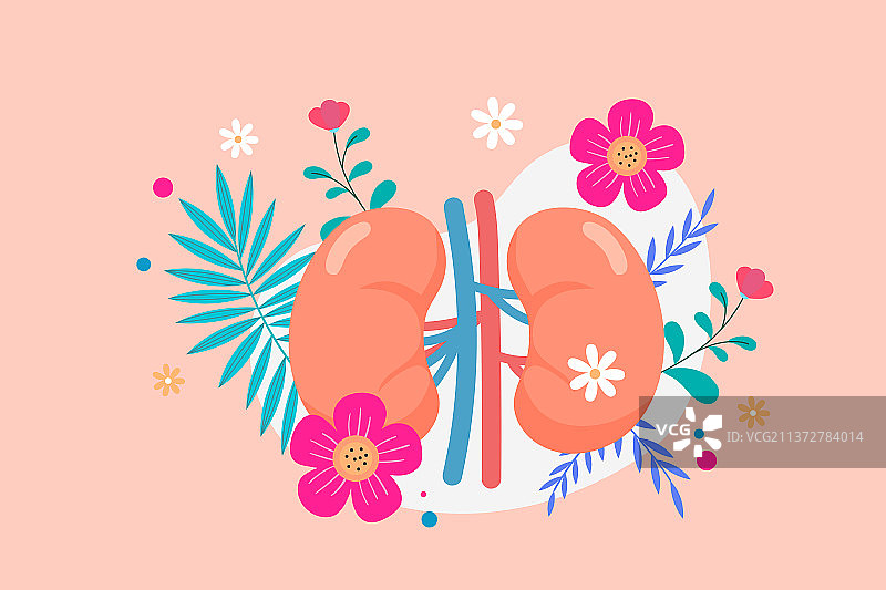 呵护肾脏健康矢量插画图片素材