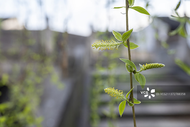 柳枝开花图片素材