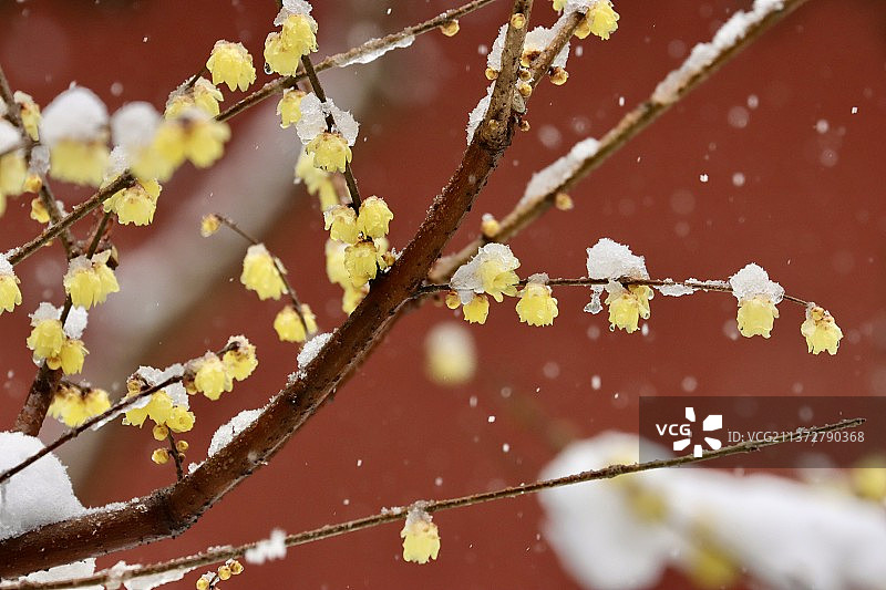 雪梅图片素材
