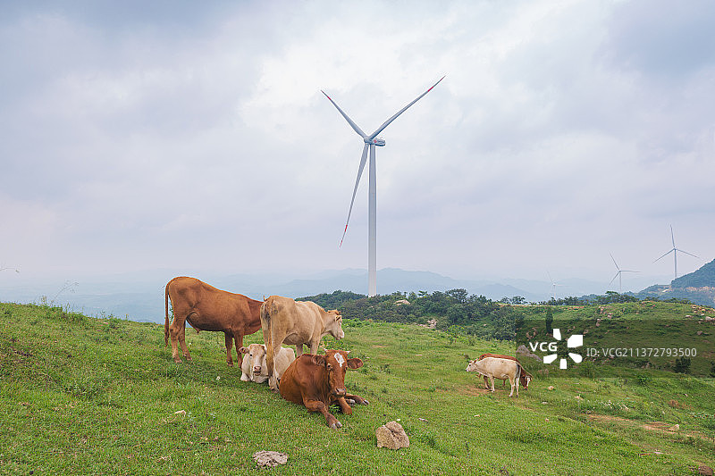 湖北随州广水岭子寨风景区夏日风光图片素材
