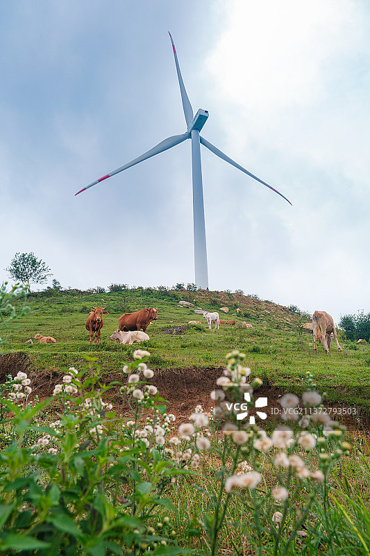 湖北随州广水岭子寨风景区夏日风光图片素材