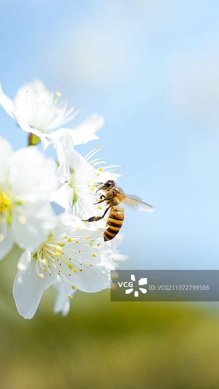 春日樱花图片素材