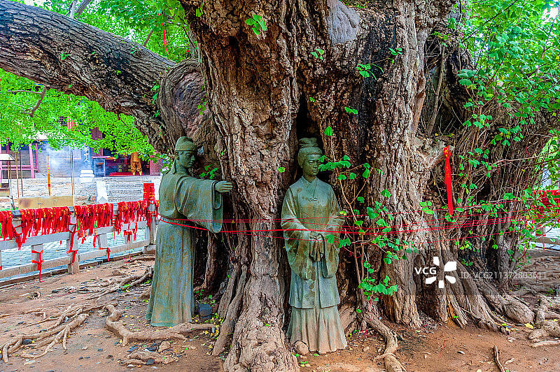 中国山东日照莒县浮来山景区定林寺银杏树图片素材