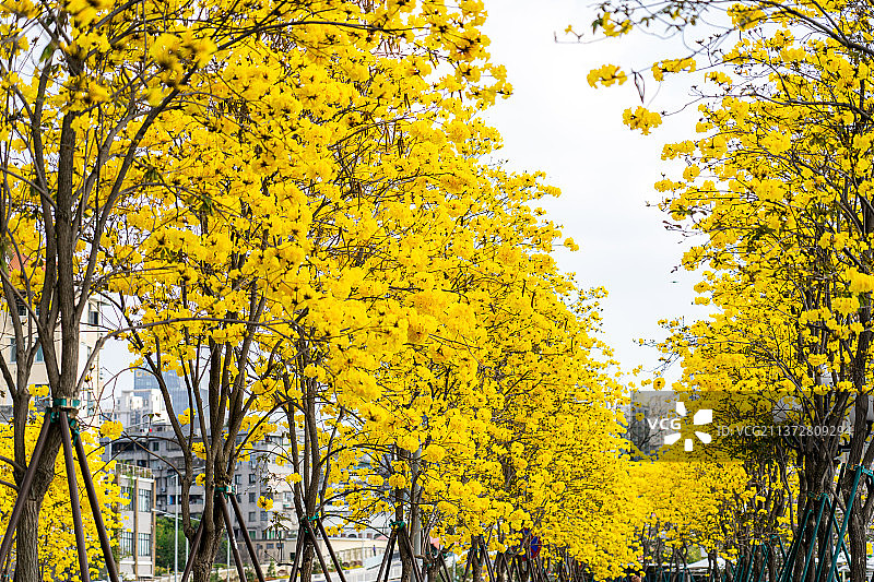 盛开的黄花风铃木图片素材