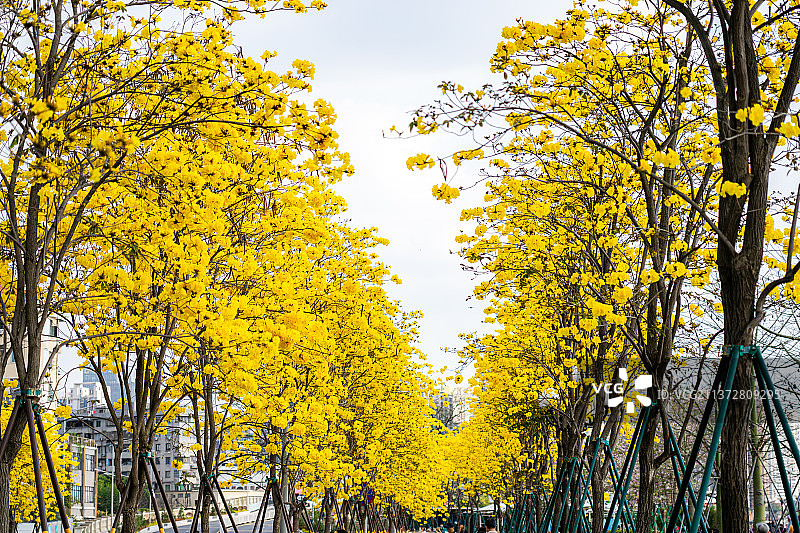 盛开的黄花风铃木图片素材