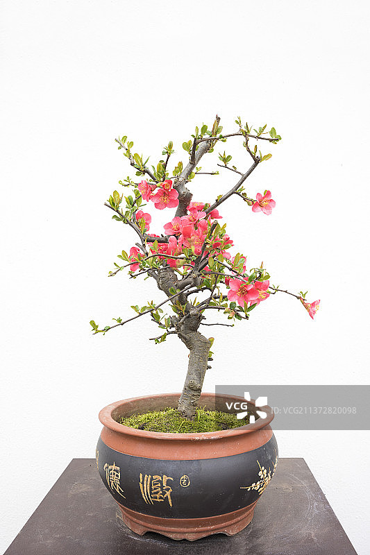 南京莫愁湖公园海棠花图片素材