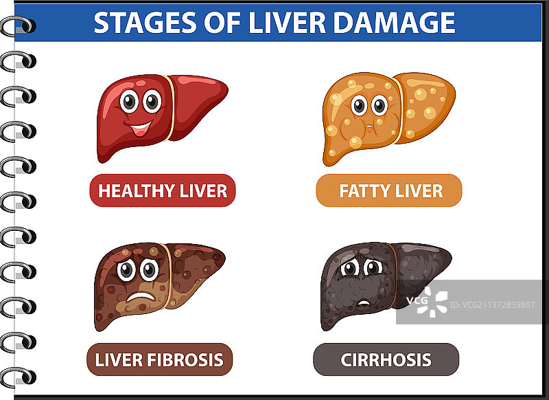 肝损伤各阶段图解图片素材