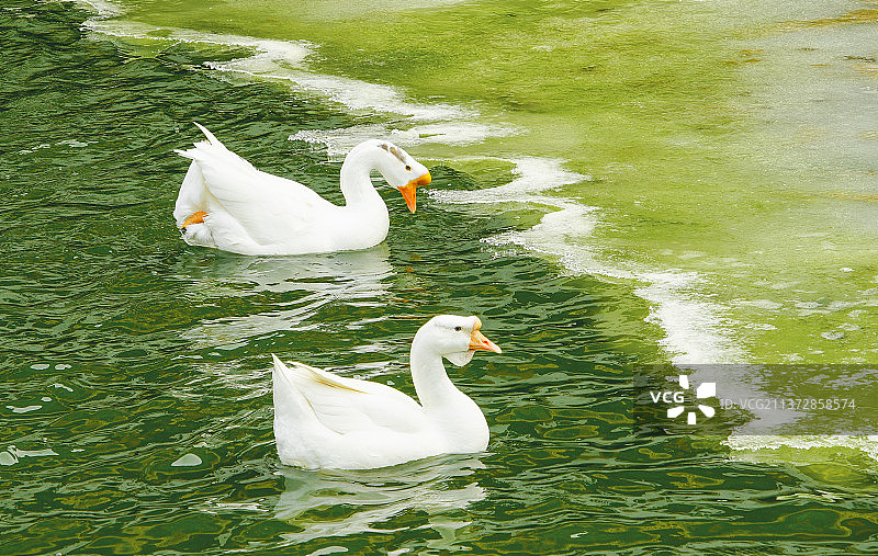 白毛浮绿水图片素材